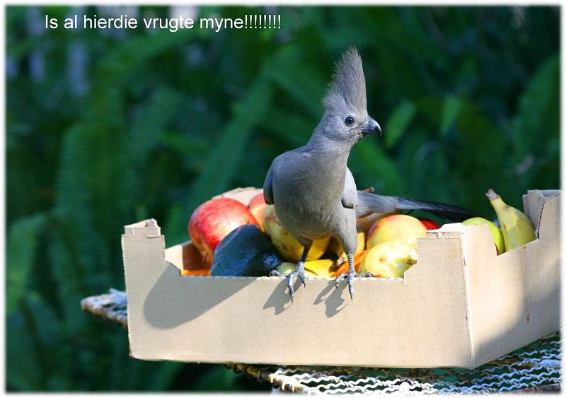 is ales myne.jpg - Ja-nee die kwe-voel is baie lief vir sy vrugte!